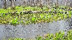 mizubasho7-20250420060039.jpg