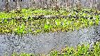 mizubasho7-20250420061038.jpg