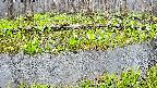 mizubasho7-20250420062040.jpg