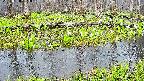 mizubasho7-20250420063040.jpg