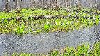 mizubasho7-20250420065040.jpg