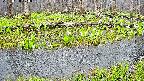 mizubasho7-20250420070039.jpg