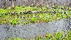 mizubasho7-20250420071038.jpg
