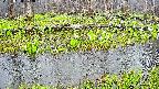 mizubasho7-20250420072041.jpg