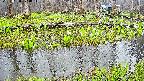 mizubasho7-20250420073037.jpg