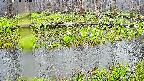 mizubasho7-20250420074038.jpg