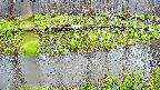 mizubasho7-20250420075042.jpg