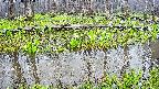 mizubasho7-20250420082041.jpg