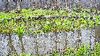 mizubasho7-20250420083040.jpg