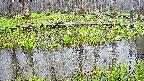 mizubasho7-20250420085041.jpg