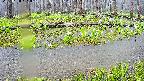mizubasho7-20250420101040.jpg