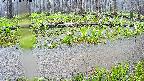 mizubasho7-20250420104042.jpg