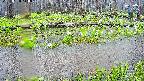 mizubasho7-20250420110042.jpg
