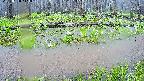 mizubasho7-20250420113041.jpg