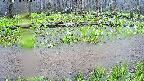 mizubasho7-20250420122046.jpg