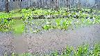 mizubasho7-20250420123049.jpg