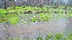 mizubasho7-20250420124043.jpg