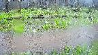 mizubasho7-20250420130045.jpg