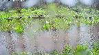 mizubasho7-20250420141046.jpg