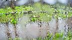 mizubasho7-20250420142040.jpg