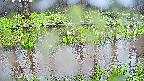 mizubasho7-20250420143043.jpg