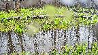 mizubasho7-20250420153043.jpg