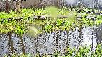 mizubasho7-20250420154044.jpg