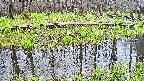 mizubasho7-20250420164041.jpg
