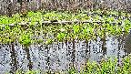 mizubasho7-20250420172045.jpg