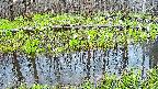 mizubasho7-20250421050040.jpg