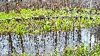 mizubasho7-20250421051040.jpg