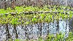 mizubasho7-20250421052045.jpg