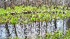 mizubasho7-20250421053047.jpg