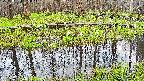 mizubasho7-20250421055049.jpg