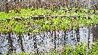 mizubasho7-20250421060046.jpg
