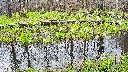 mizubasho7-20250421074048.jpg