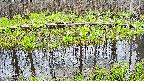 mizubasho7-20250421085040.jpg