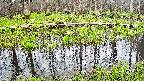 mizubasho7-20250421113041.jpg