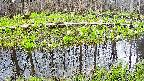 mizubasho7-20250421121045.jpg