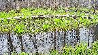 mizubasho7-20250421155043.jpg