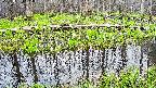 mizubasho7-20250421162041.jpg