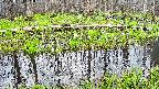 mizubasho7-20250421163041.jpg