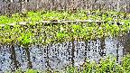mizubasho7-20250421170040.jpg