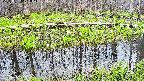 mizubasho7-20250421171043.jpg