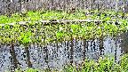 mizubasho7-20250421172042.jpg