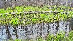 mizubasho7-20250421174041.jpg