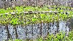 mizubasho7-20250421180041.jpg