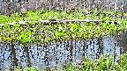 mizubasho7-20250421181040.jpg
