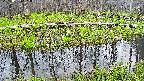 mizubasho7-20250421182040.jpg