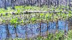 mizubasho7-20250422095042.jpg